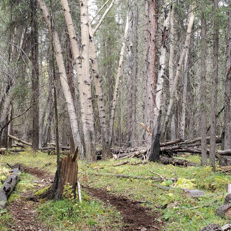 Rocky Mountain Escape Dome & Log Cabin Rentals - Rock Lake Rock Lake Lodge Provincial Park Exteriör bild